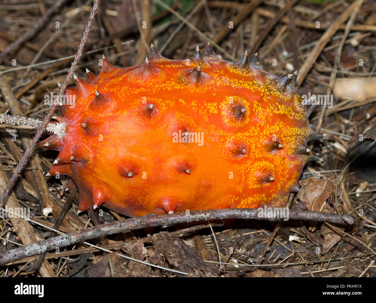 Ripe orange vif concombre cornu d'Afrique / jelly melon, Cucumis metuliferis Banque D'Images