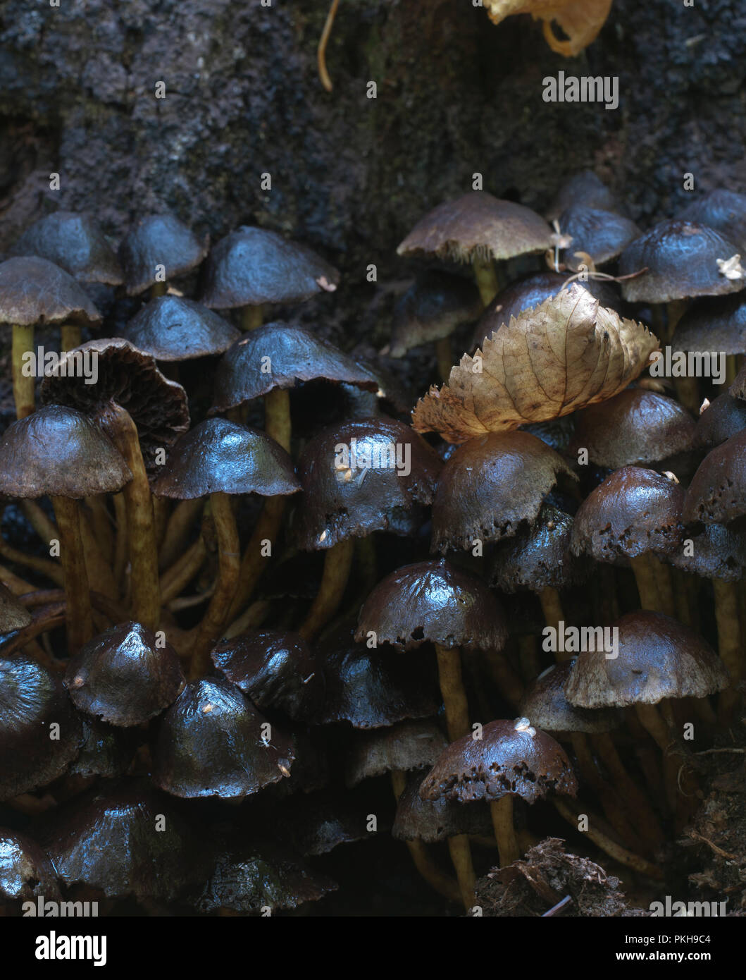 Hypholoma lateritium ou brique pac, est considéré comme immangeable en Europe et en USA et Japon Banque D'Images