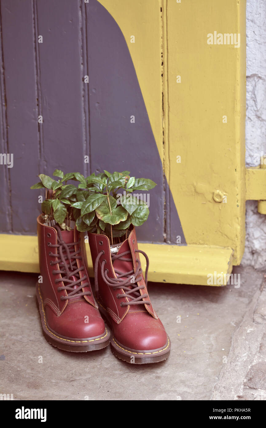 Un par de Dr Martens boots rouge avec des plantes de plus en plus à l'extérieur d'un café à Northampton, Royaume-Uni Banque D'Images