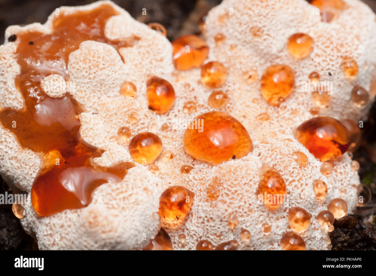 Le champignon polypore pleurant, Inonotus dryadeus, pousse sur un arbre pourri tombé dans la New Forest, Hampshire Angleterre GB Banque D'Images