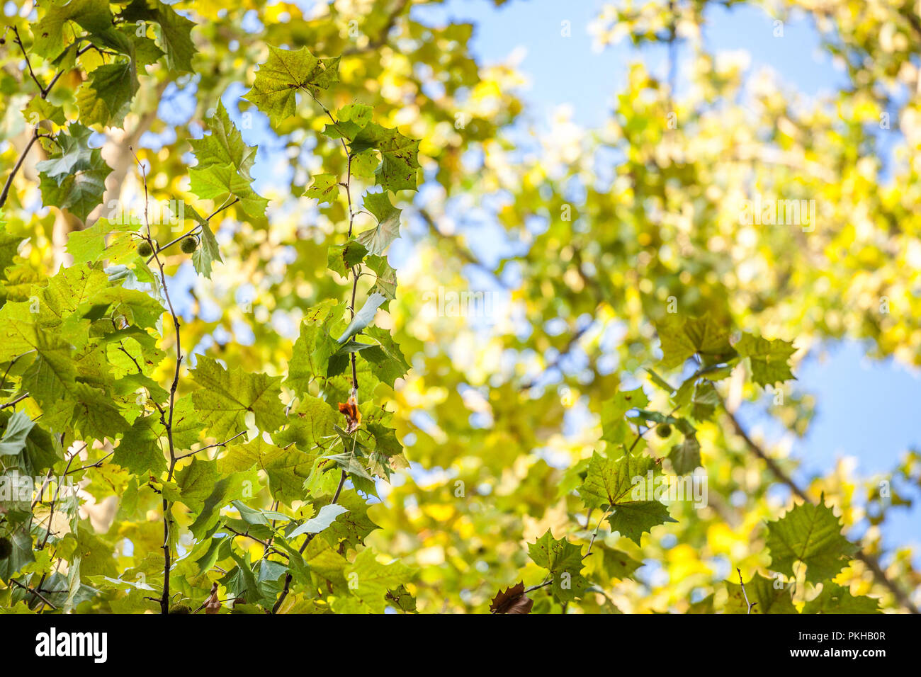 Close up sur un platane avec ses feuilles vertes et jaunes, à l'automne. Également connu sous le platane, Platanus, ou l'arbre est un symbole de l'automne dans le nord de l'il Banque D'Images