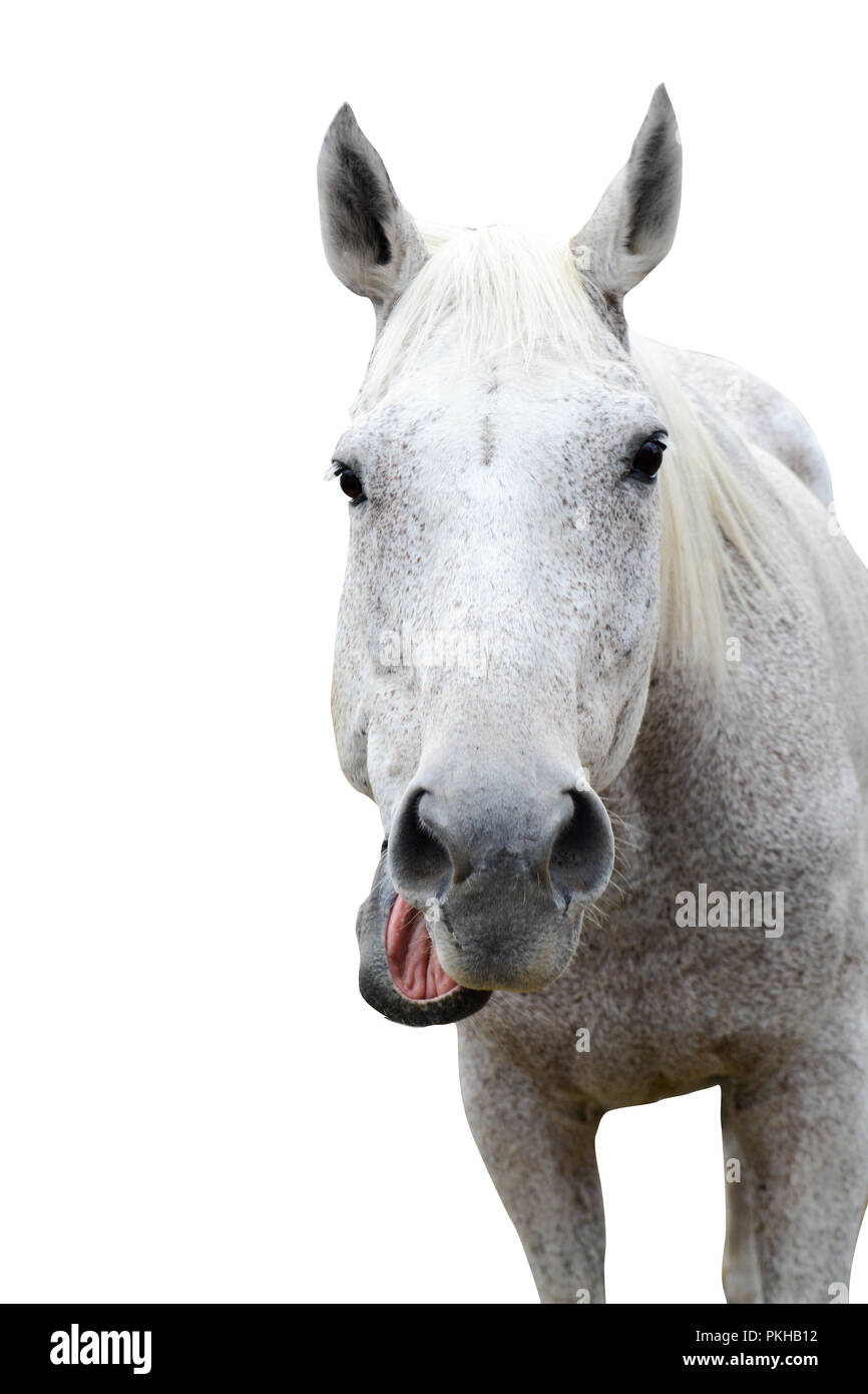 Funny horse. Funny animal avec bouche ouverte isolated on white Banque D'Images