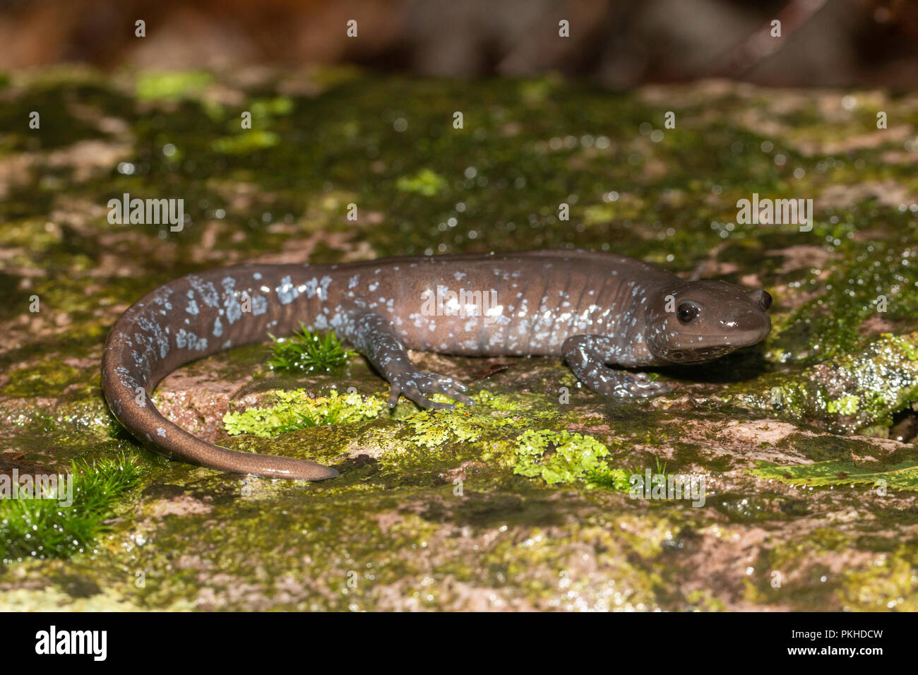 Salamandre de Jefferson sur un rocher coloré - Ambystoma jeffersonianum Banque D'Images