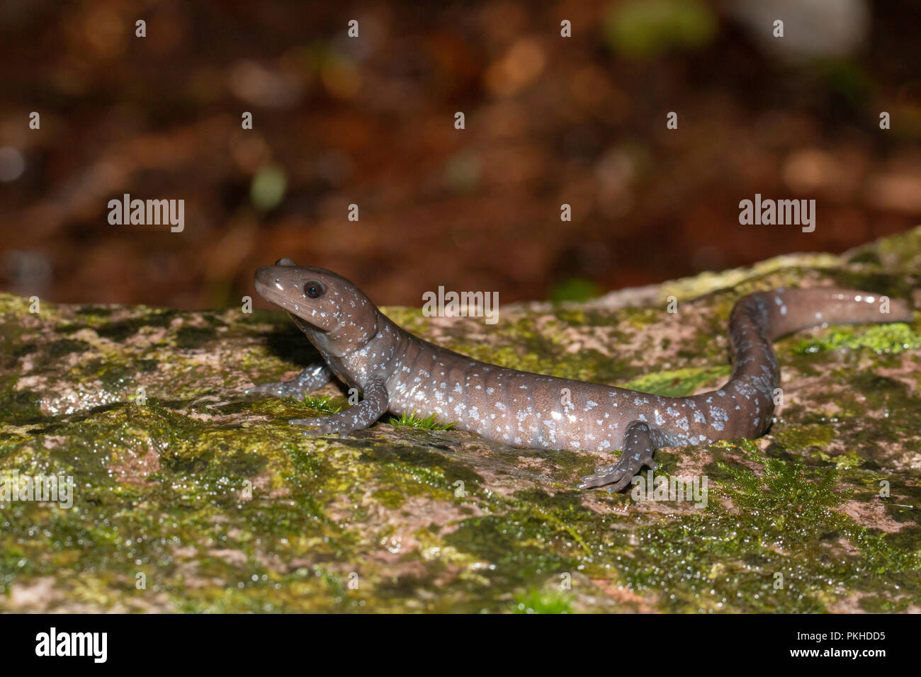 Salamandre de Jefferson sur un rocher coloré - Ambystoma jeffersonianum Banque D'Images