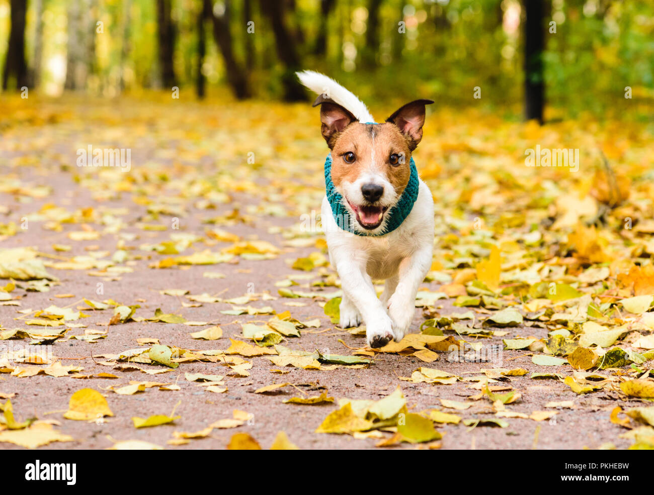 Promenade de chiens sans laisse seule à la belle de l'automne (automne) allée du parc Banque D'Images