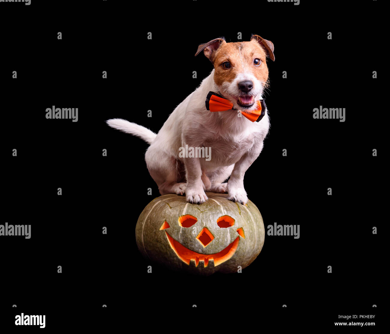 Joli chien avec papillon assis sur la citrouille sculptée Jack O' Lantern Banque D'Images