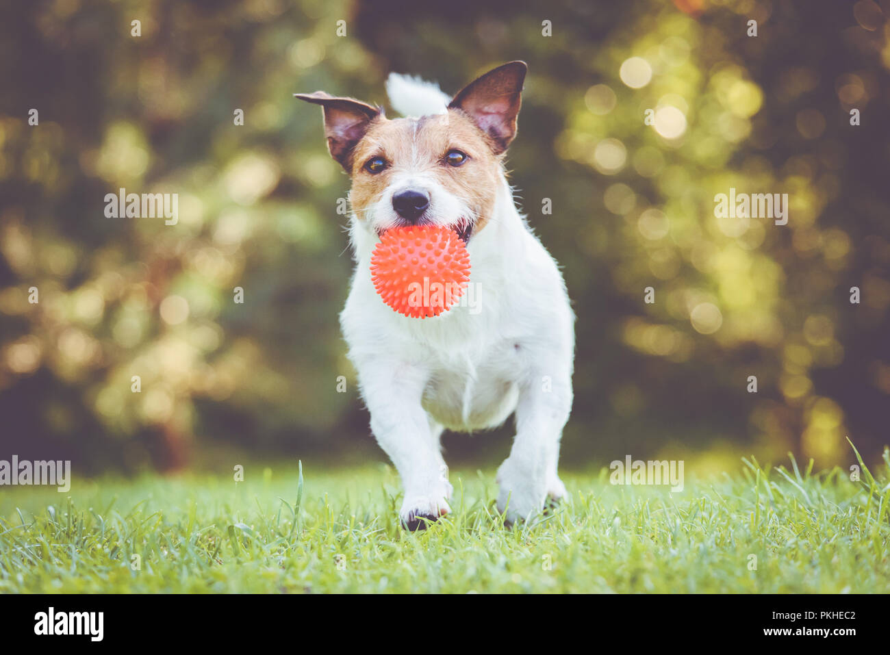 Heureux animal de course et le fetch jeu avec balle jouet Banque D'Images