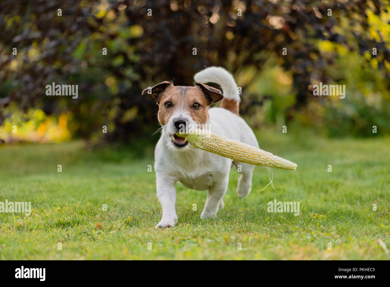 Chien de ferme porte épi de maïs sucré frais au jour d'été ensoleillé Banque D'Images