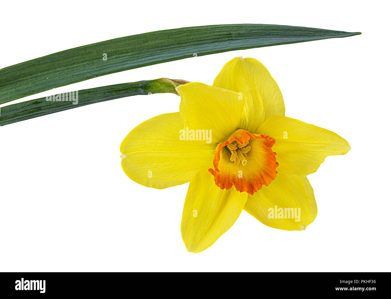 Fleurs de narcisses isolé sur fond blanc Banque D'Images