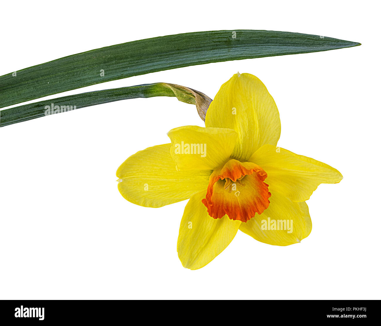 Fleurs de narcisses isolé sur fond blanc Banque D'Images