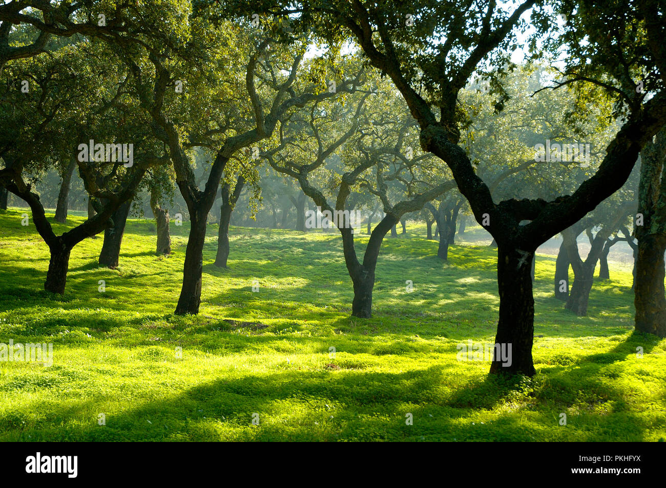 Arbres à Liège le Parque Natural da Arrábida (parc naturel d'Arrábida). Setúbal, Portugal Banque D'Images