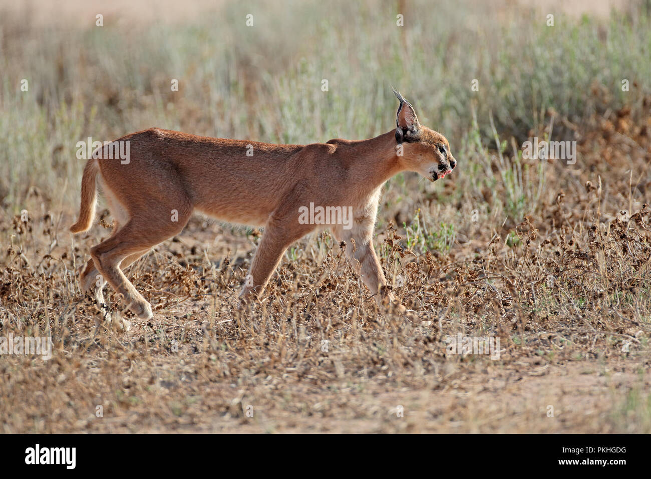 Le caracal (Felis caracal) dans l'habitat naturel, désert du Kalahari, Afrique du Sud Banque D'Images