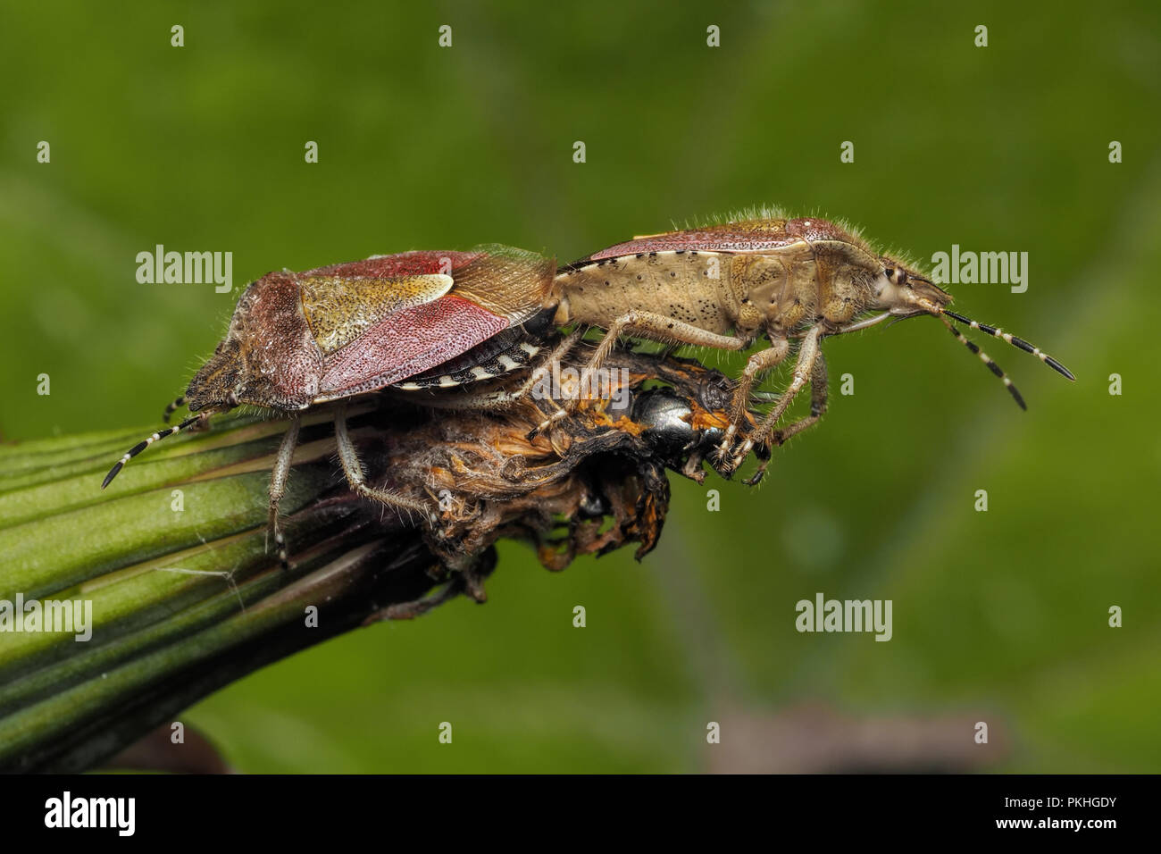 Paire d'accouplement de Dolycoris baccarum (Shieldbugs poilue) sur le pissenlit. Tipperary, Irlande Banque D'Images