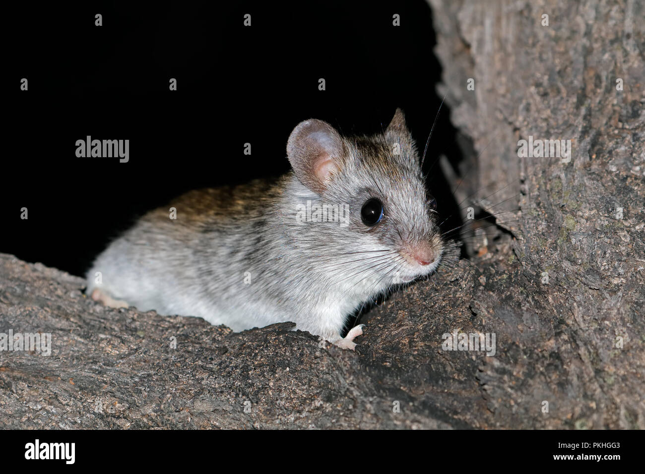 Un arbre d'Acacia nocturne rat (Thallomys paedulcus) assis dans un arbre, Afrique du Sud Banque D'Images