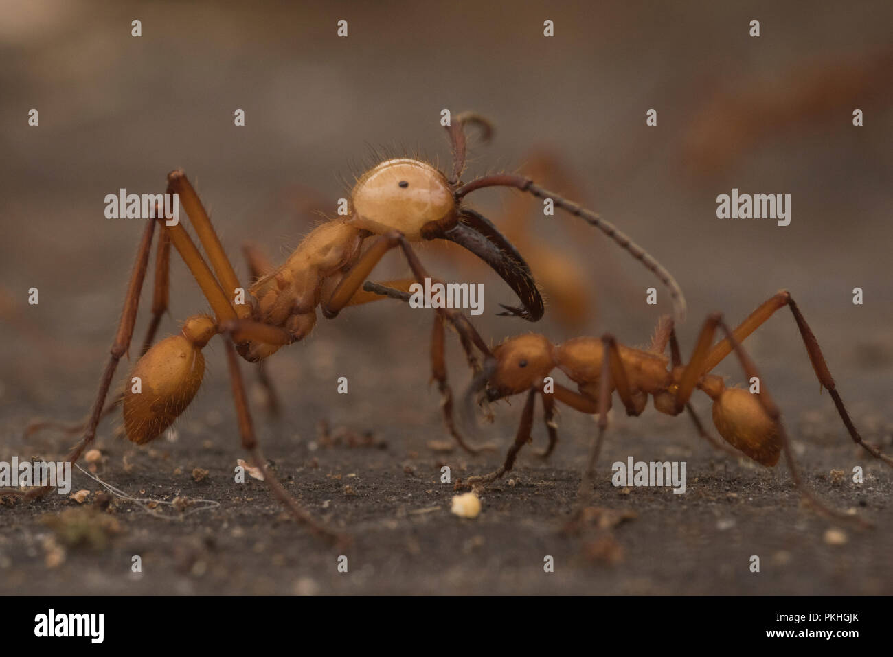 Fourmis Eciton hamatum (armée) dans un essaim de maraudage. Le soldat s'est élargie et les mandibules de caste est plus grand pour mieux se défendre contre les prédateurs. Banque D'Images