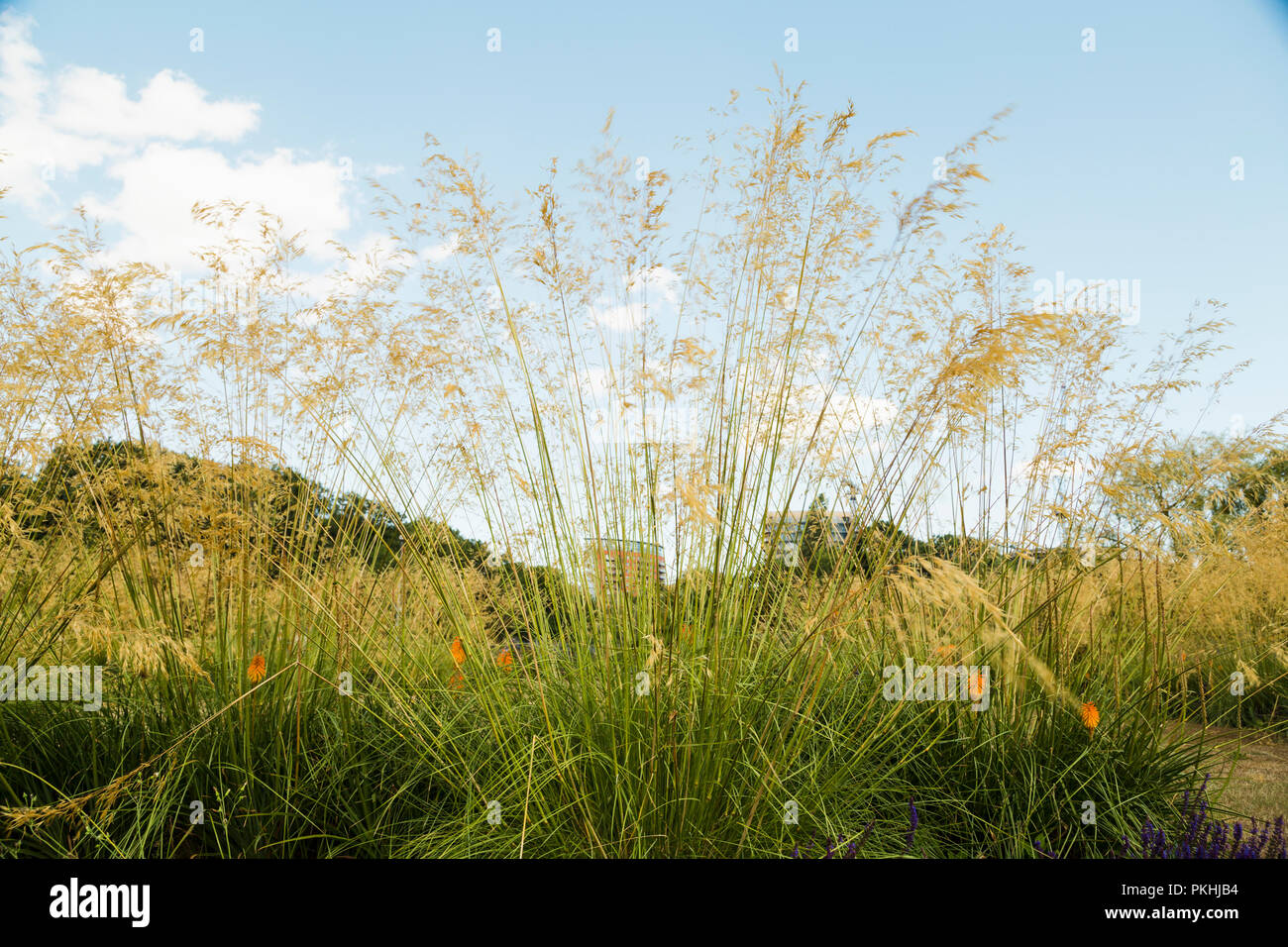 L'herbe de la Pampa de décoration (Cortaderia selloana) se détache sur le fond de ciel nuageux ciel bleu Banque D'Images