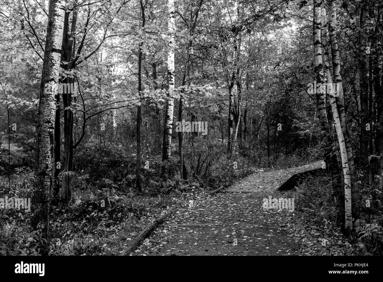 Scènes d'automne autour du lac Boivin (lac) Québec, Canada. À partir de la zone de centre d'interprétation de la nature du lac Boivin. Il y a plusieurs walking Banque D'Images