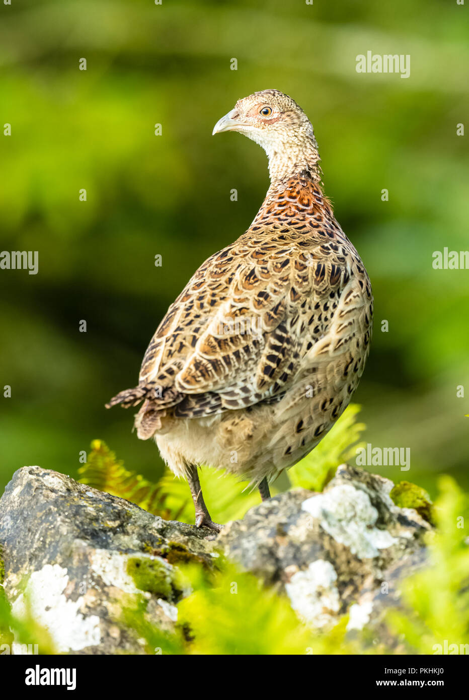 Le faisan, les jeunes à l'anneau ou faisan poule commune se tenait sur un mur de pierres sèches dans les vallées du Yorkshire, Angleterre.Phasianus colchicus. Orienté vers la gauche. La verticale Banque D'Images