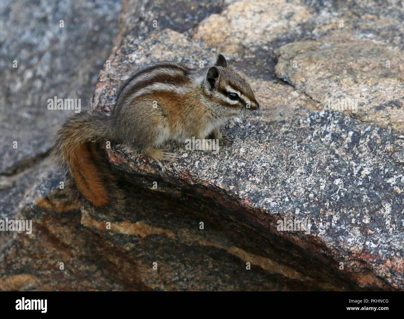 Le tamia mineur (Tamias minimus) assis sur un rocher dans le Parc National des Montagnes Rocheuses, au Colorado. Banque D'Images