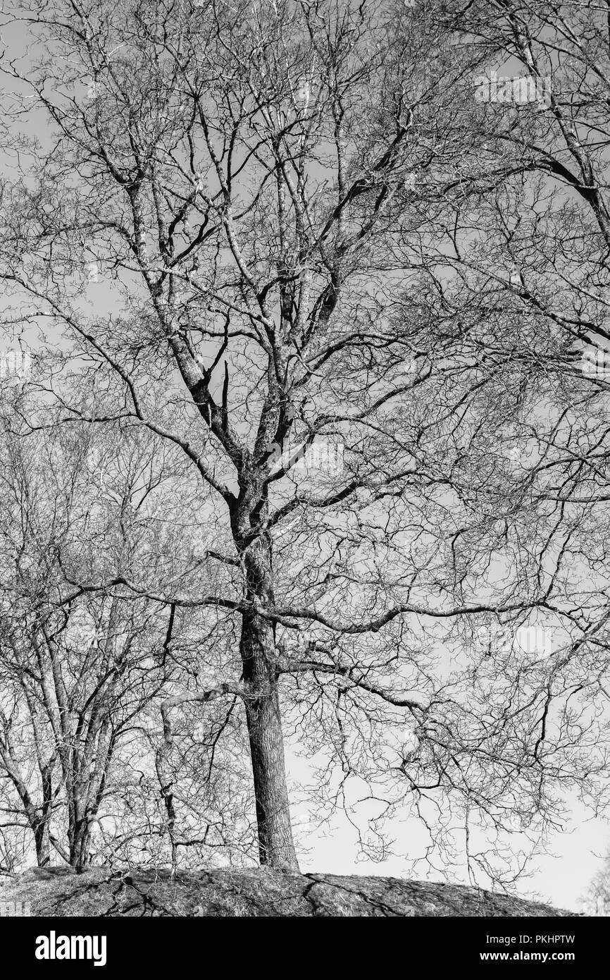 Silhouettes de branches d'un arbre silhouette contre le ciel bleu de nuit. Halloween concept. Banque D'Images