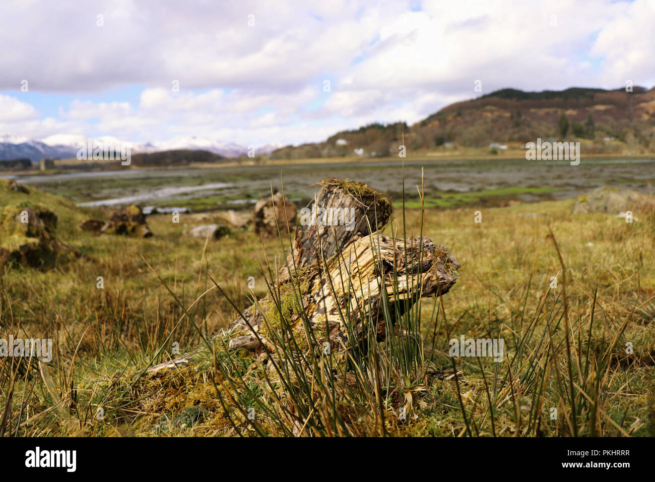 Une vieille souche d'arbre couvert d'herbe sauvage et vue sur l'ensemble du paysage de la boue au pied de Glen Coe en Écosse Banque D'Images