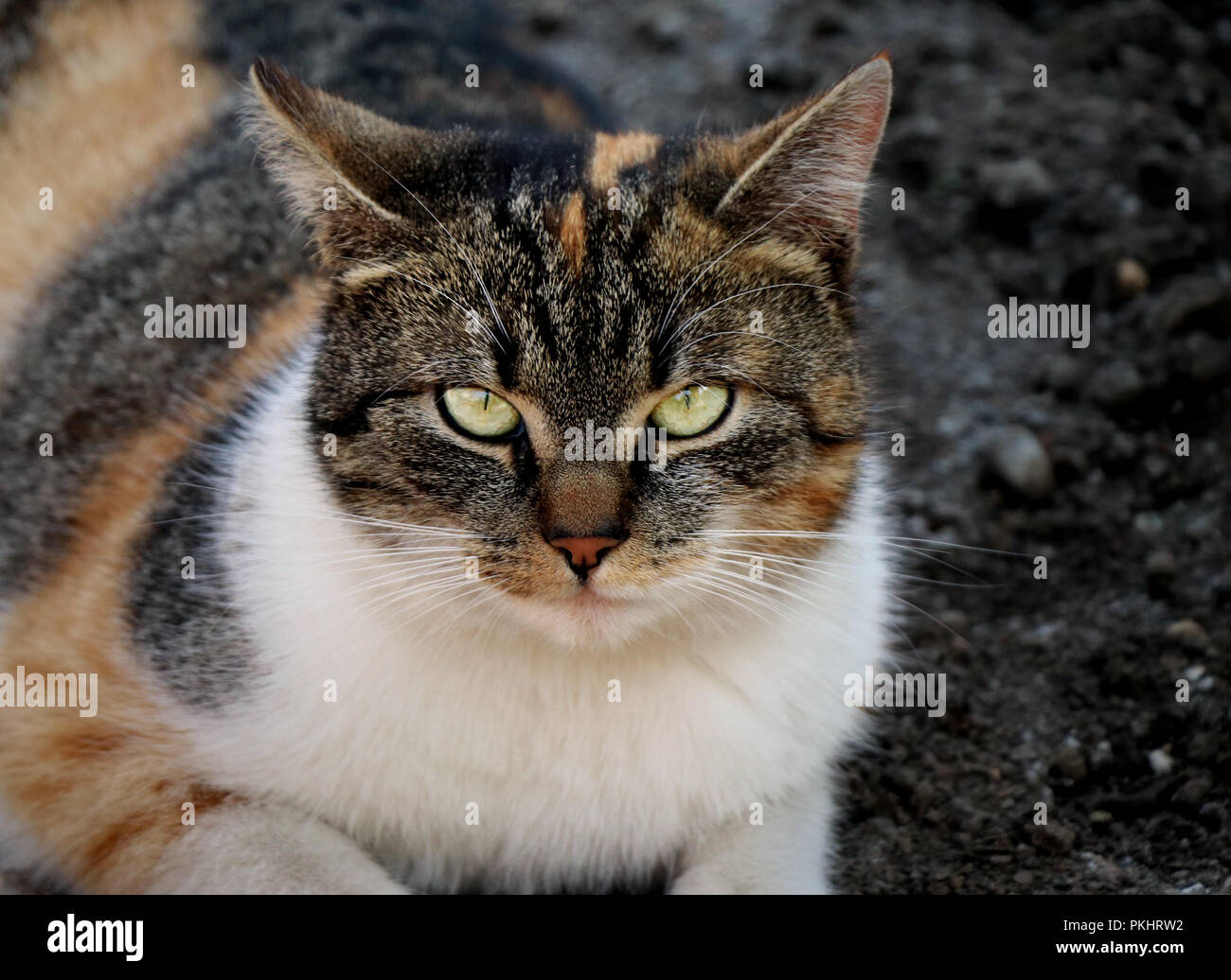 Strict Face Banque De Photographies Et D Images A Haute Resolution Alamy