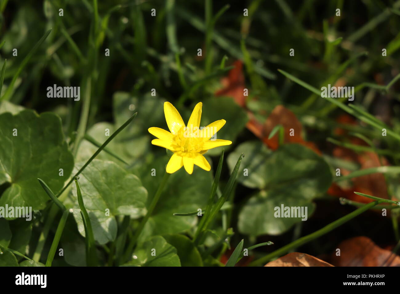 Une petite fleur jaune, connu sous le nom de Ficaria verna, moindre  celandine, croissante en république tchèque en Europe Photo Stock - Alamy