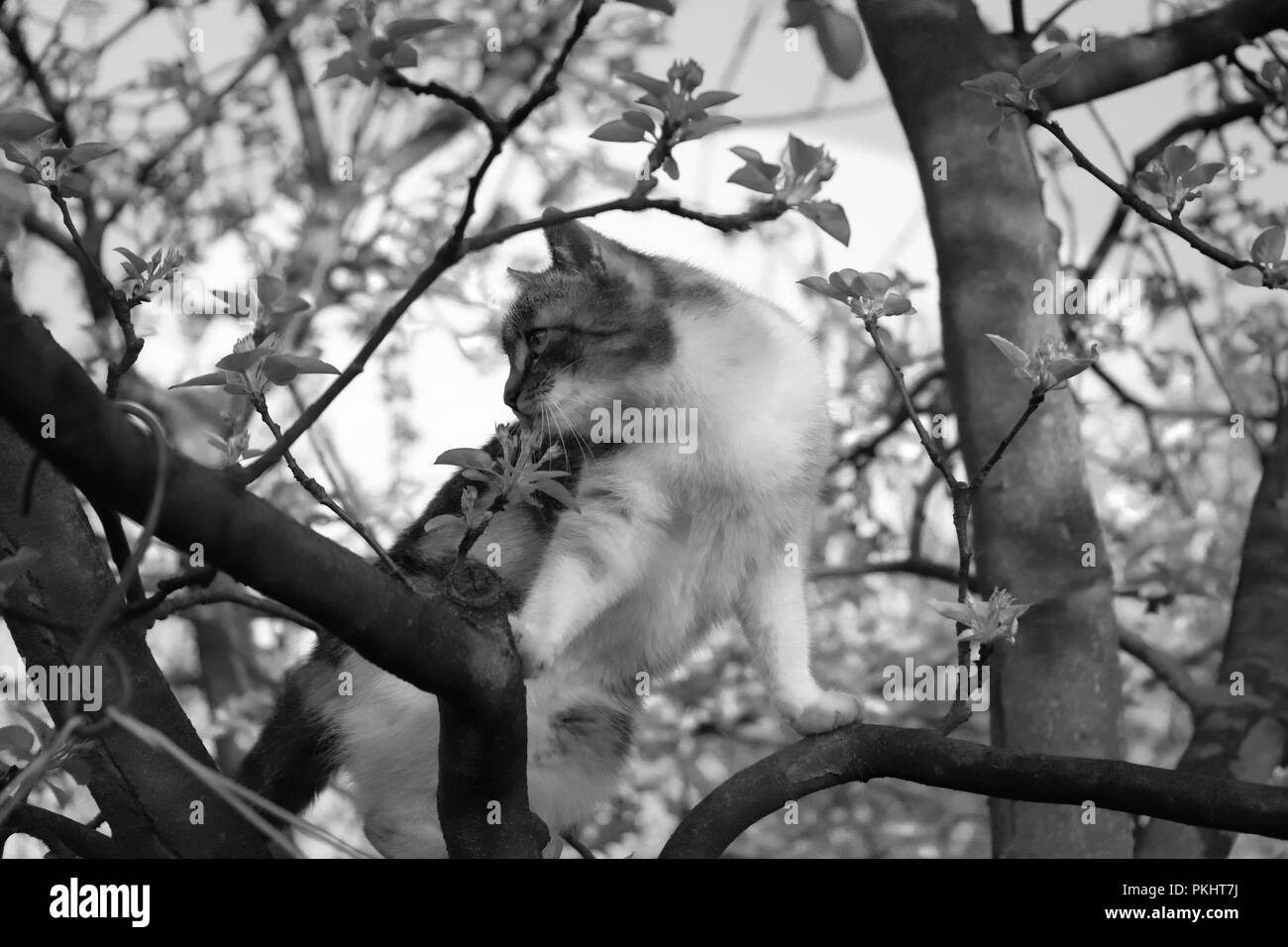 Un chaton noir et blanc sur la branche de l'arbre dans notre jardin Banque D'Images