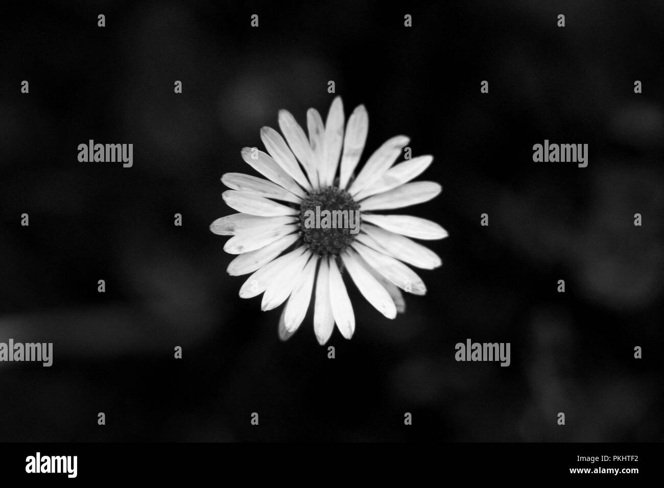 Un noir et blanc bloom de Bellis perennis connu aussi sous le nom de daisy commun. Belle floraison blanche avec fond sombre Banque D'Images