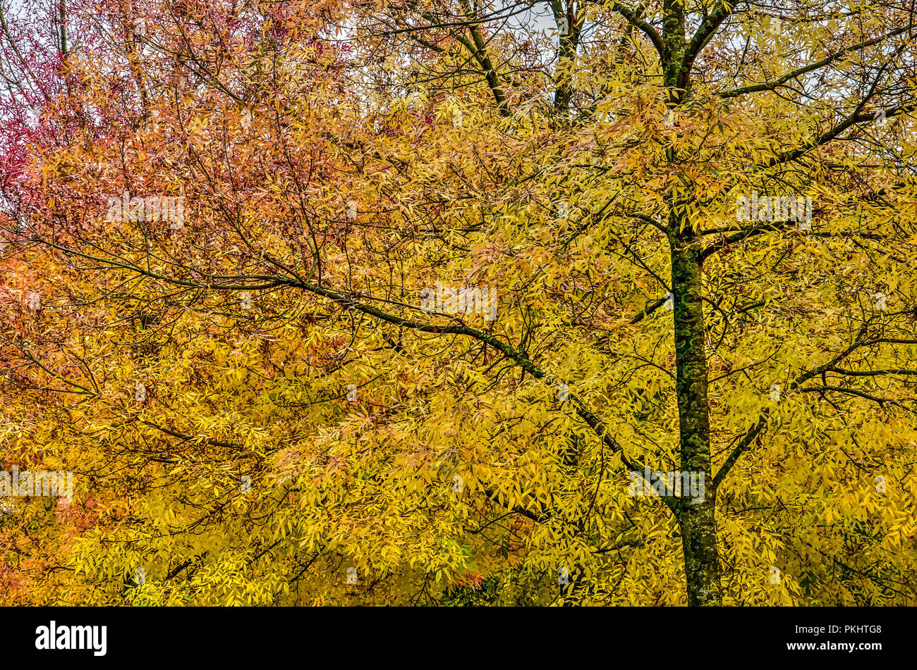 Un dégradé de couleur du jaune au rouge dans les feuilles de l'automne dans un frêne Banque D'Images