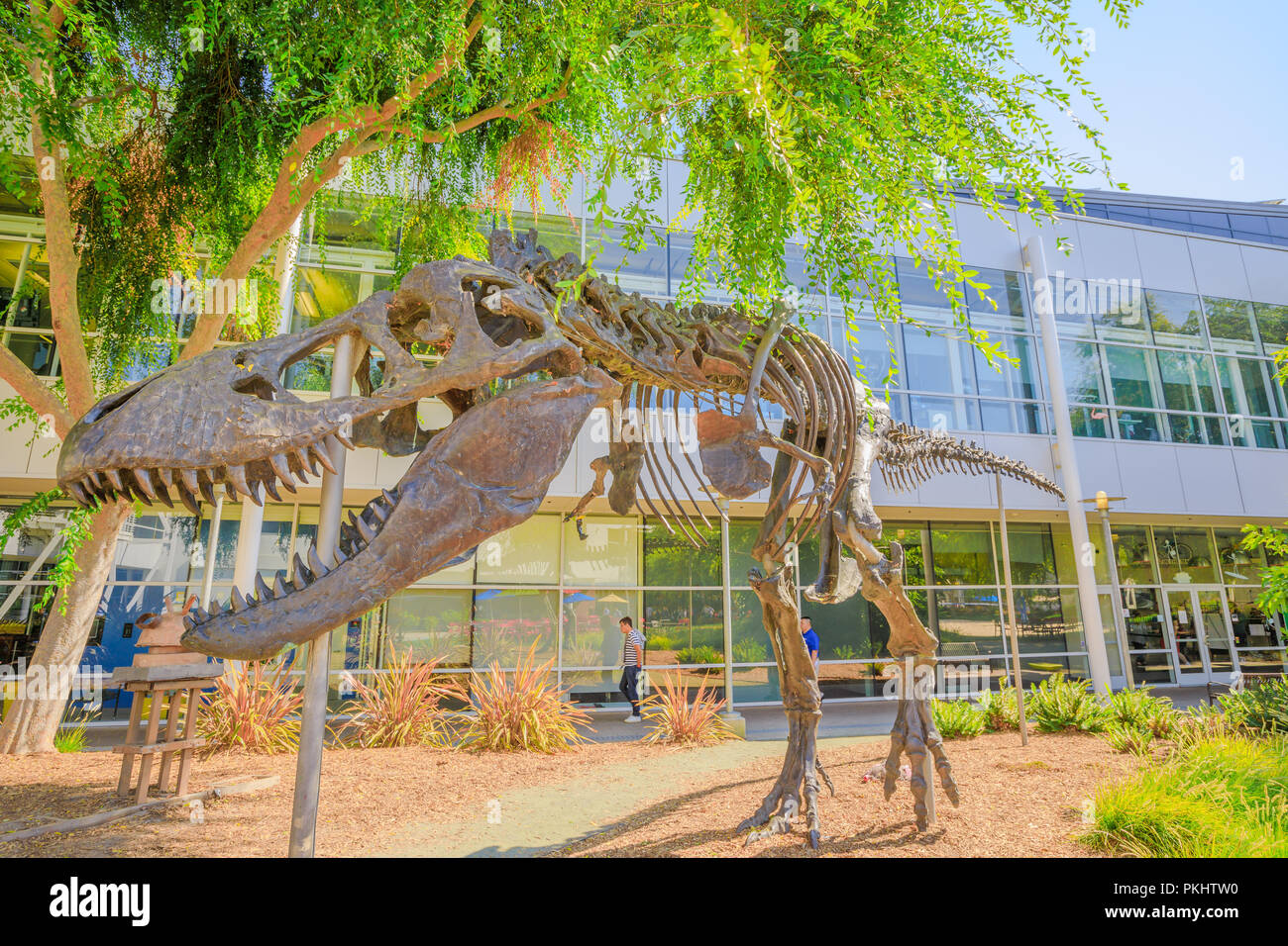 Mountain View, Californie, États-Unis - 13 août 2018 : grand angle de visualisation de Tyrannosaurus rex squelette à Googleplex au campus principal de l'Administration centrale dans la Silicon Valley, CA. Banque D'Images