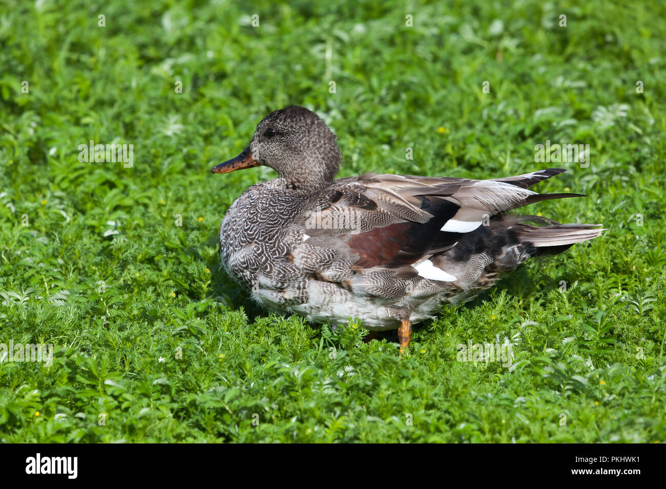 Le Canard chipeau (Anas strepera), repos, Solna, Suède. Banque D'Images