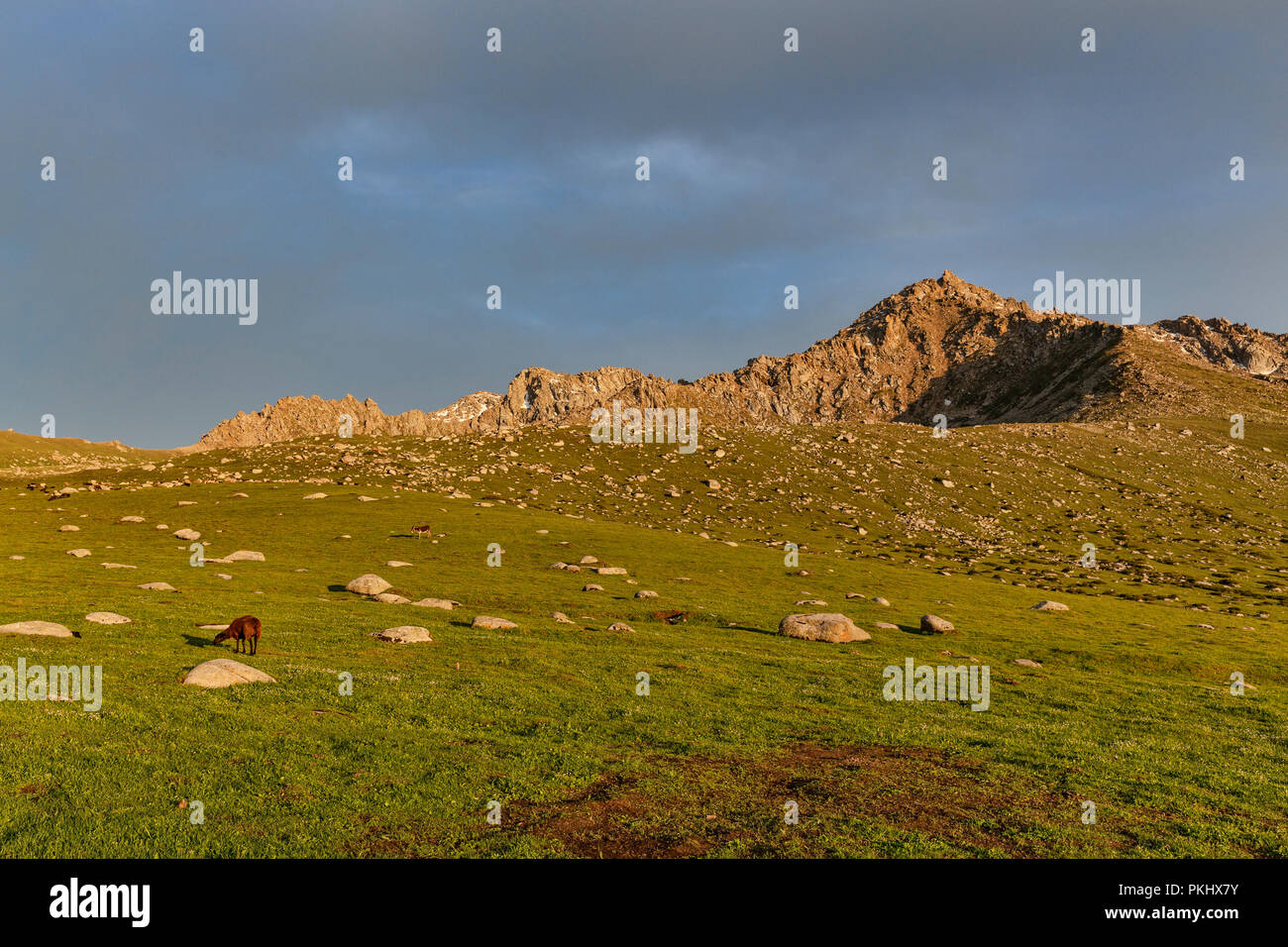 Mouton noir Alai broute à l'heure d'or en alpage Kirghize, Keskenkyia Jyrgalan, trek en boucle, le Kirghizistan Banque D'Images