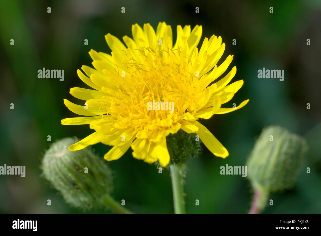 Le laiteron (Sonchus arvensis), gros plan d'une fleur simple avec les boutons. Banque D'Images