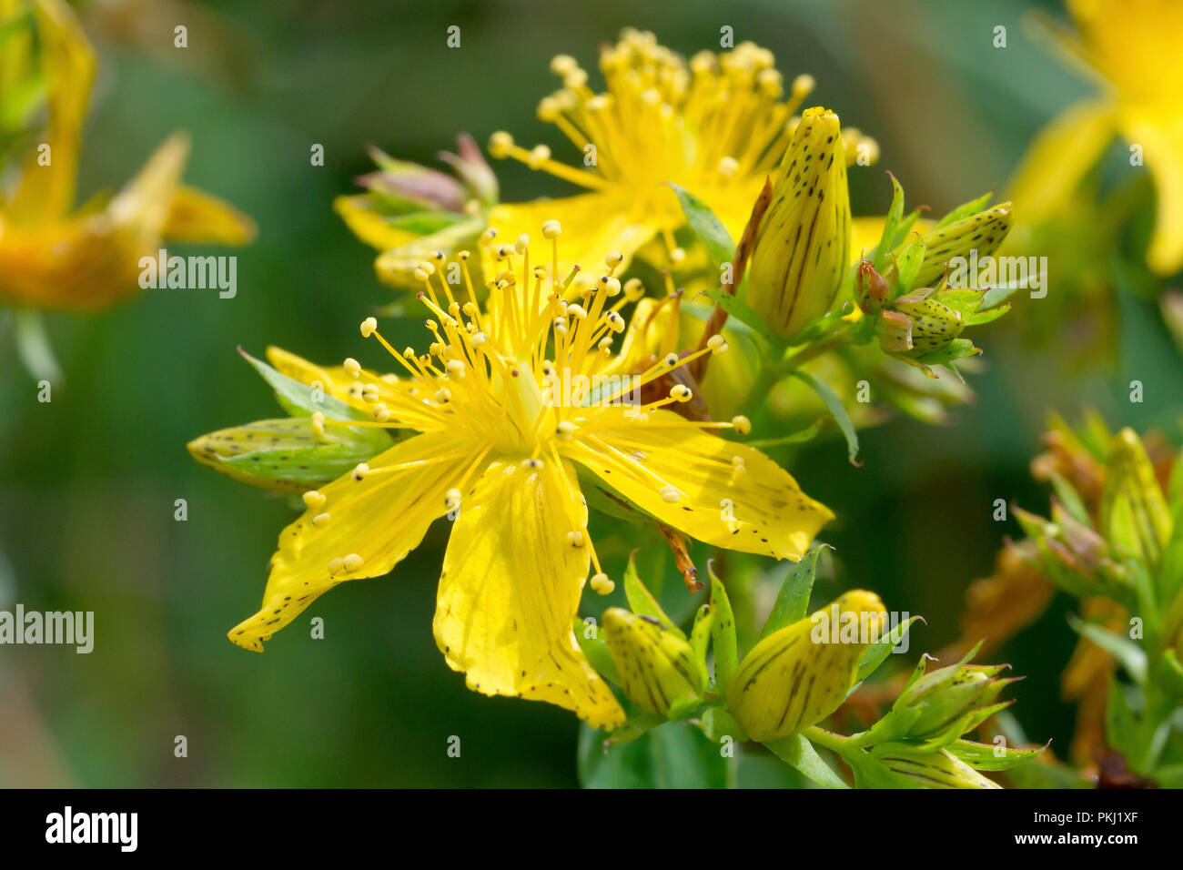Perforer le Millepertuis (Hypericum perforatum), gros plan d'une fleur simple avec bud. Banque D'Images