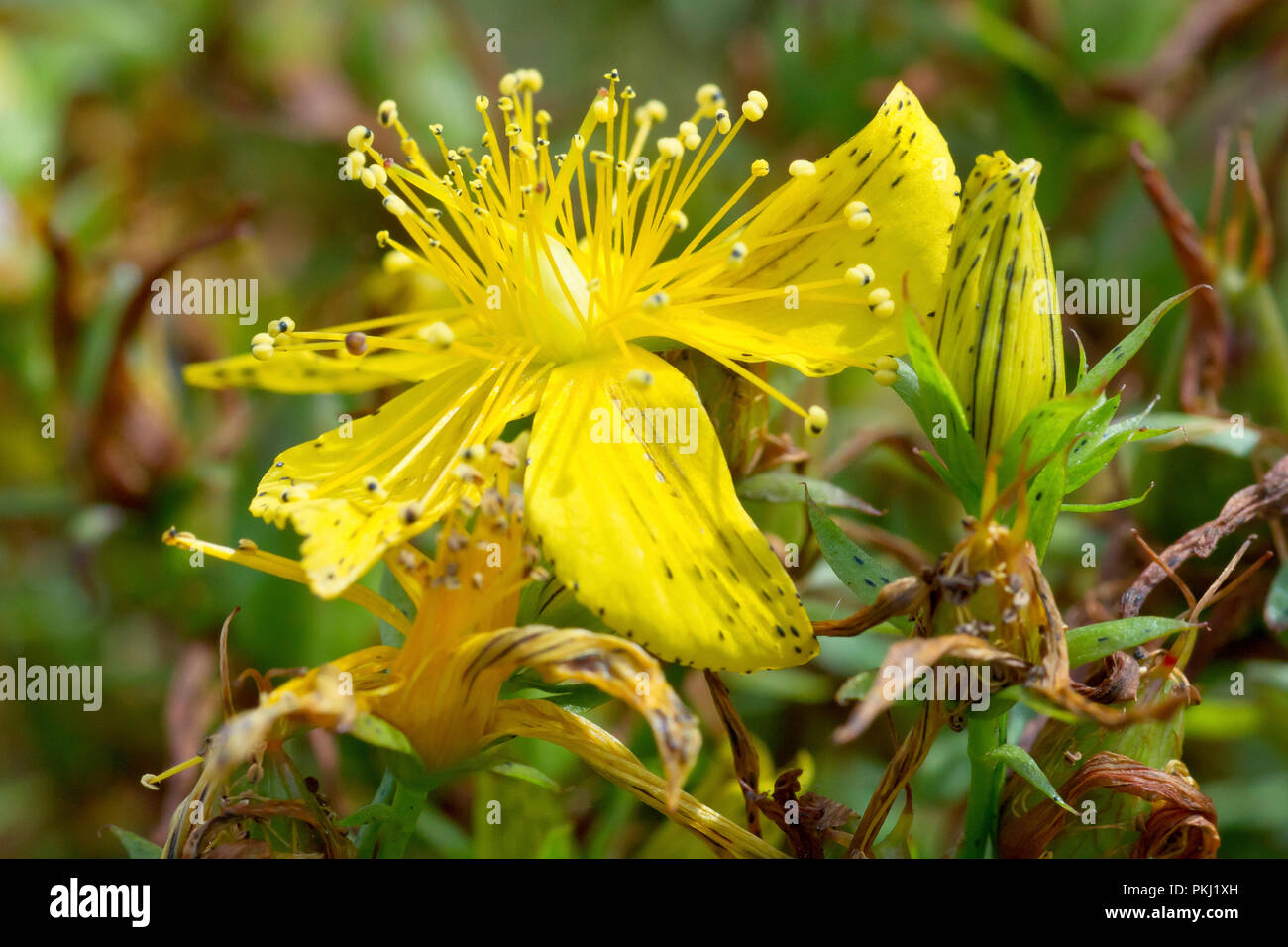 Perforer le Millepertuis (Hypericum perforatum), gros plan d'une fleur simple avec bud. Banque D'Images