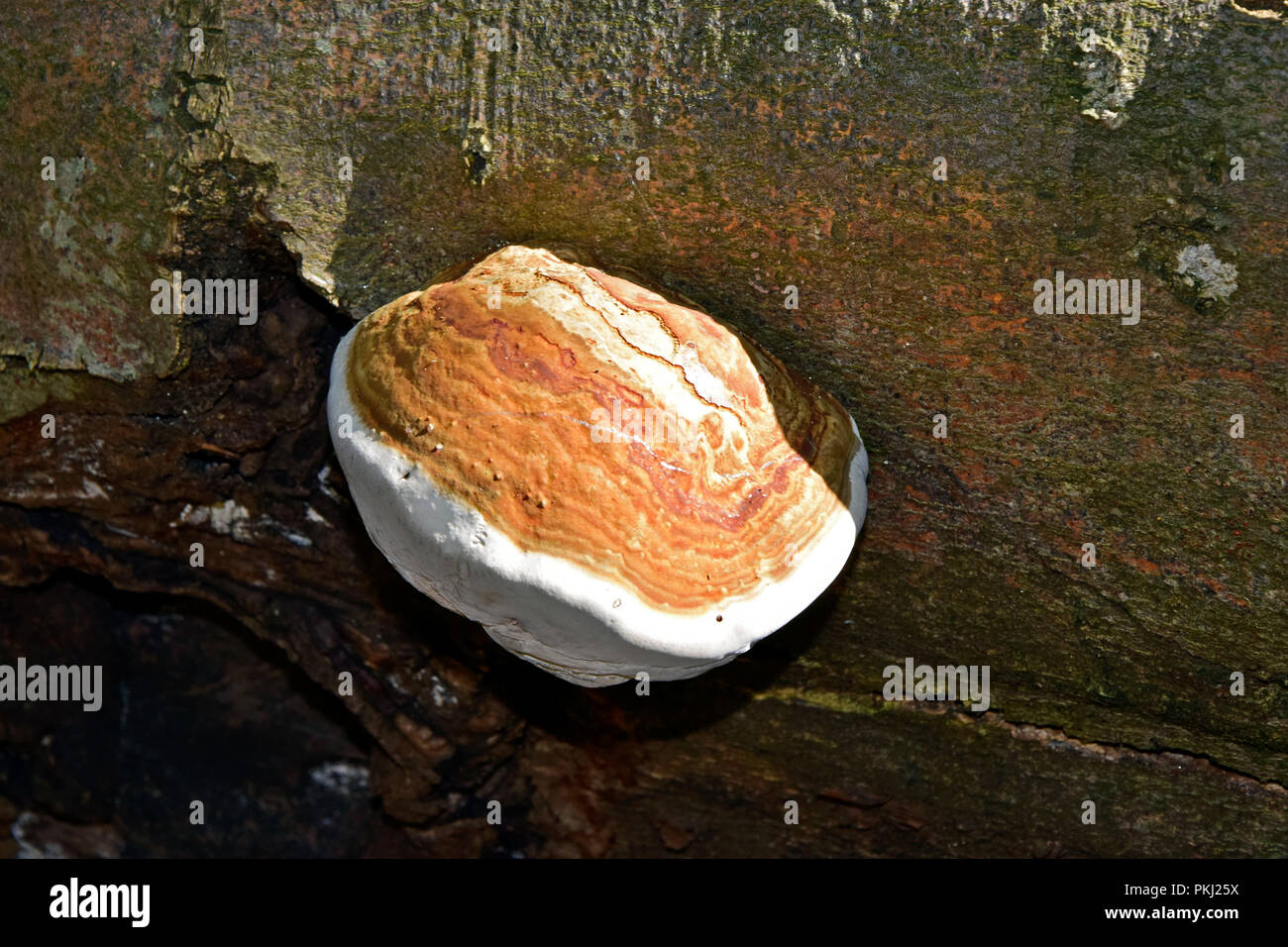 Haut-Vue latérale d'un sabot marron-rouille en forme d'amadou champignon poussant sur l'écorce d'un tronc de hêtre Banque D'Images