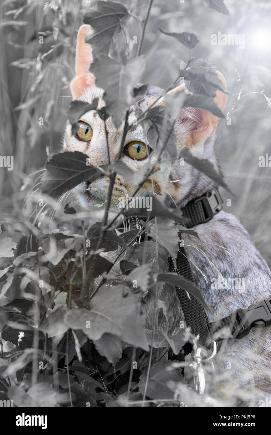 Beau mâle silver chatons avec l'accent sur de superbes yeux couleur ambre à l'extérieur assis derrière un buisson Banque D'Images