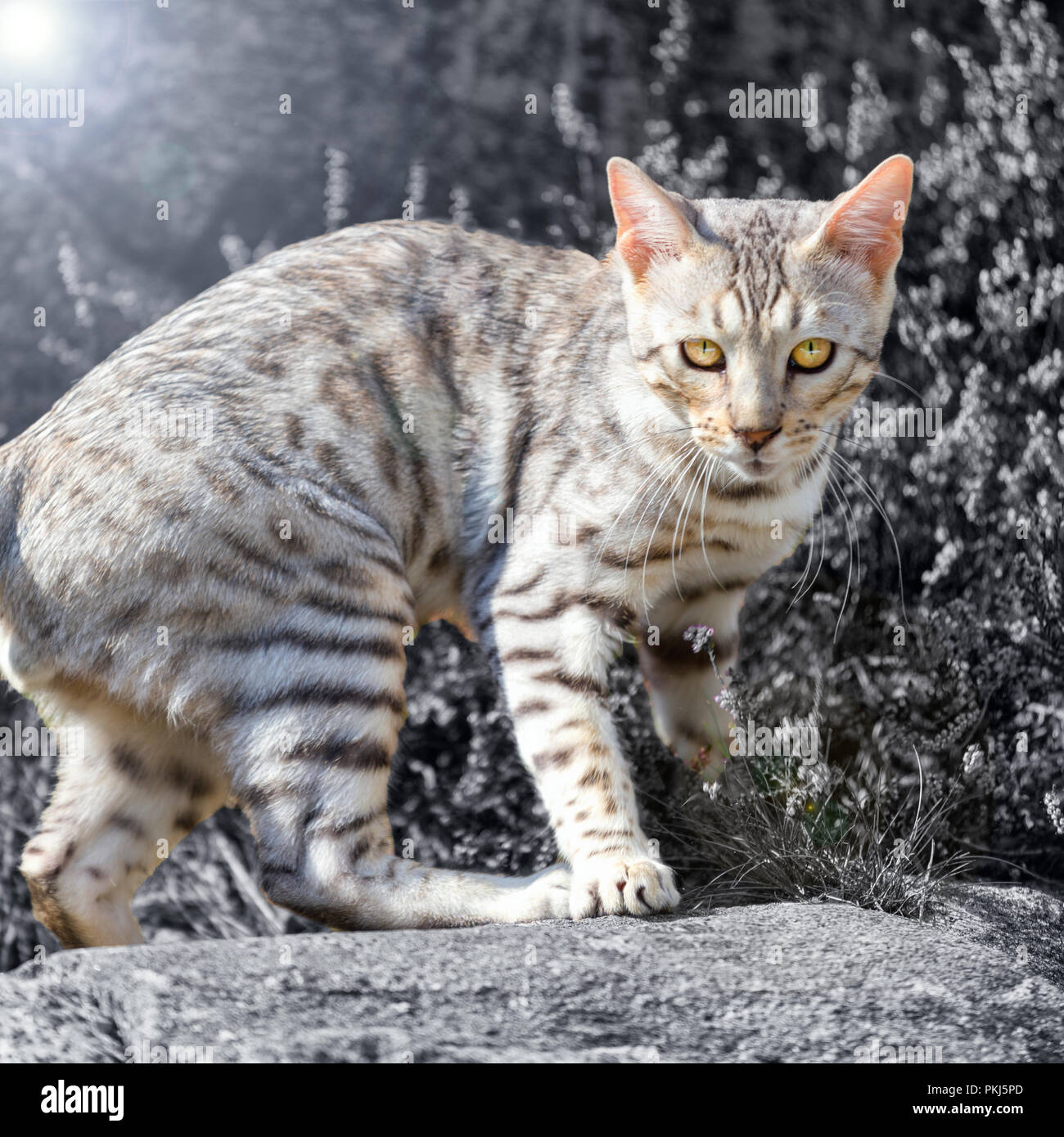 Beau mâle chaton Bengal silver woman outdoors Banque D'Images