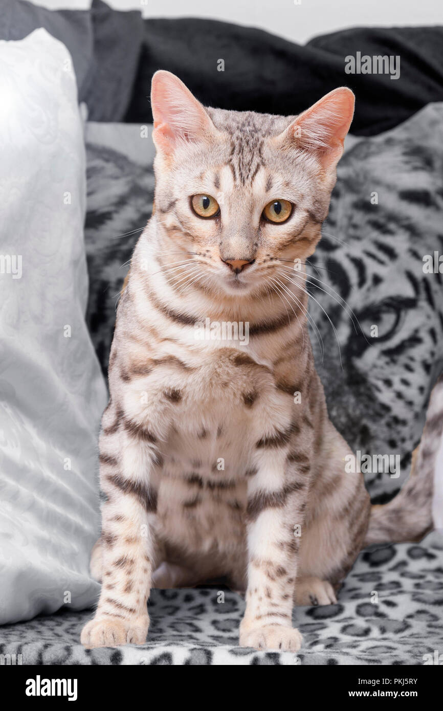Beau mâle chaton Bengal silver portrait Banque D'Images