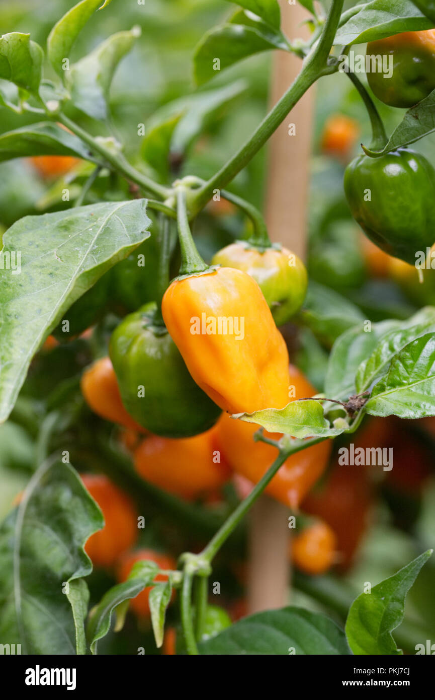 Capsicum annuum 'Habanero Orange'. Piment Habanero. Banque D'Images