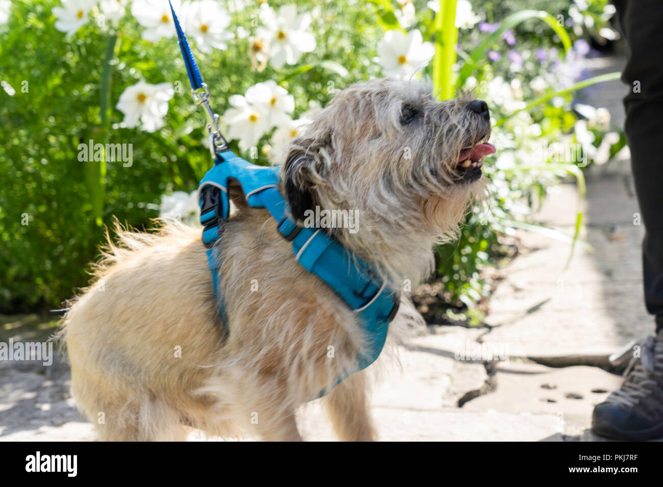 Cute beige Cairn Terrier, York, North Yorkshire, Royaume-Uni. Banque D'Images