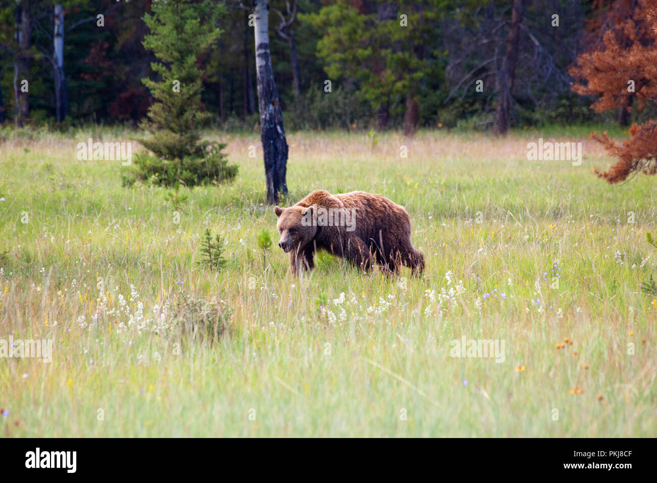 Grand adulte grizzli (Ursus arctos) marche dans une prairie dans le parc national Jasper. L'Alberta, Canada. Banque D'Images