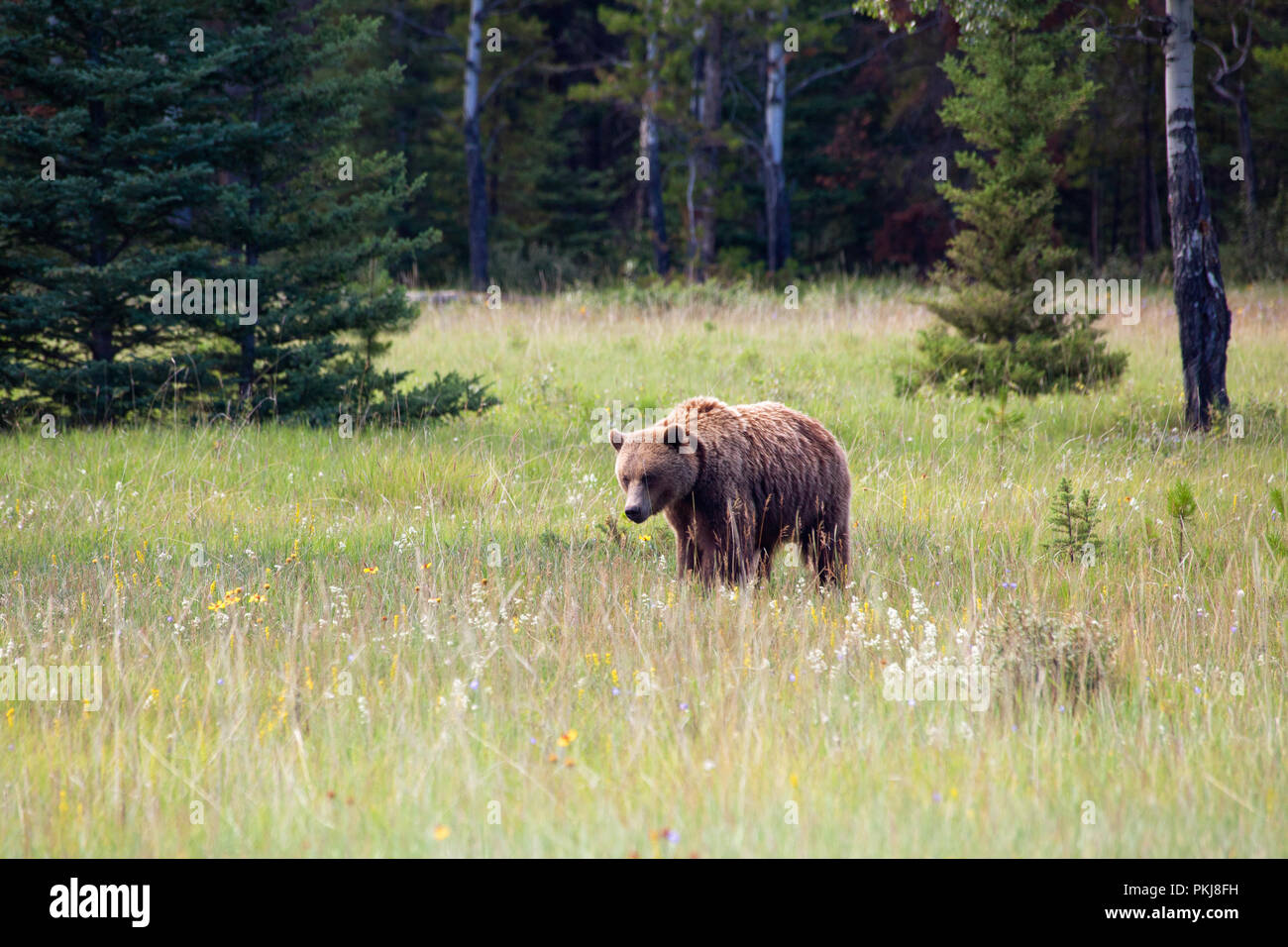 Grand adulte grizzli (Ursus arctos) marche dans une prairie dans le parc national Jasper. L'Alberta, Canada. Banque D'Images