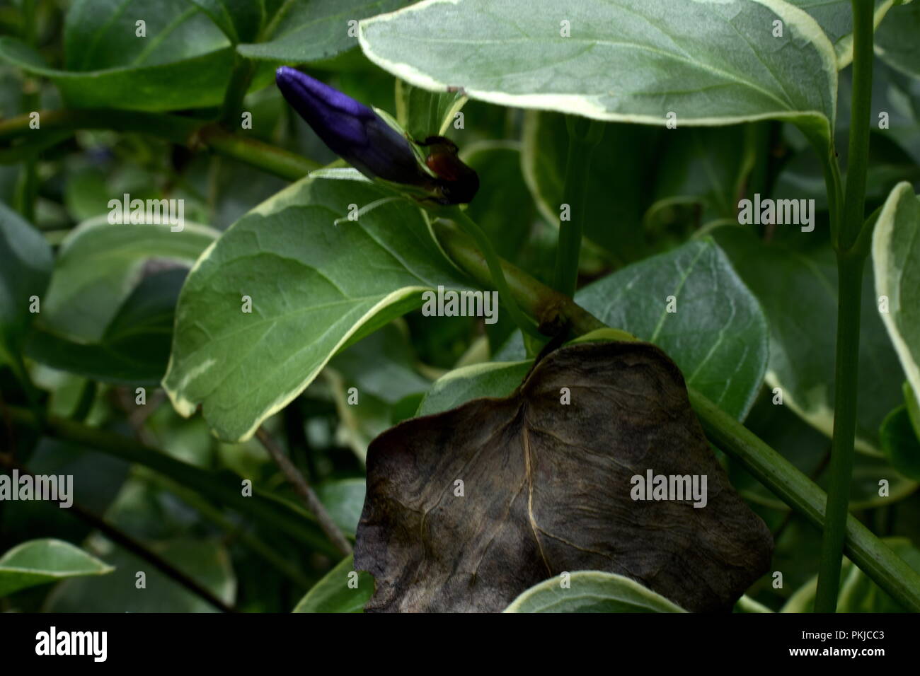 Une abeille sombre avec un retour d'orange sur une fleur pourpre parmi une forêt de vert. Les feuilles d'une fleur, en décomposition sous le montrant le cycle de vie. Banque D'Images