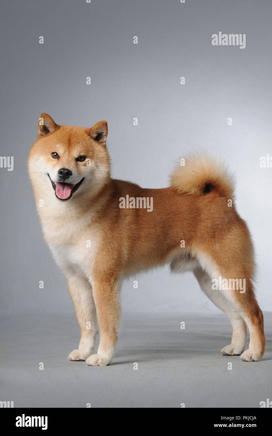 Cute Shiba Inu Photo Stock Alamy