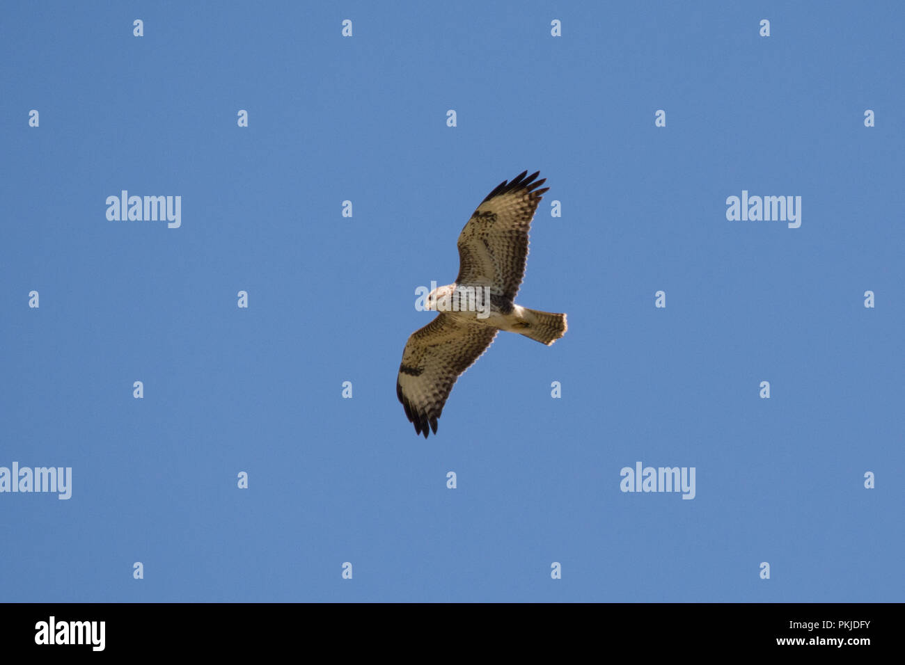 Buse variable (Buteo buteo) en vol contre un ciel bleu Banque D'Images
