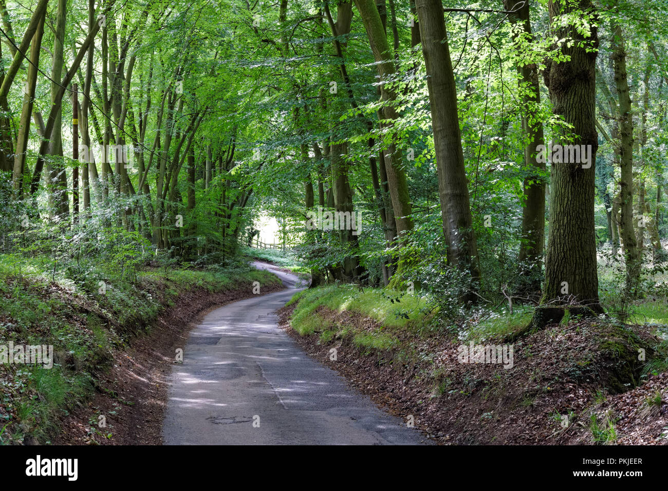 Route locale dans la forêt dans la région de collines de Chiltern, Buckinghamshire, Angleterre Royaume-Uni UK Banque D'Images