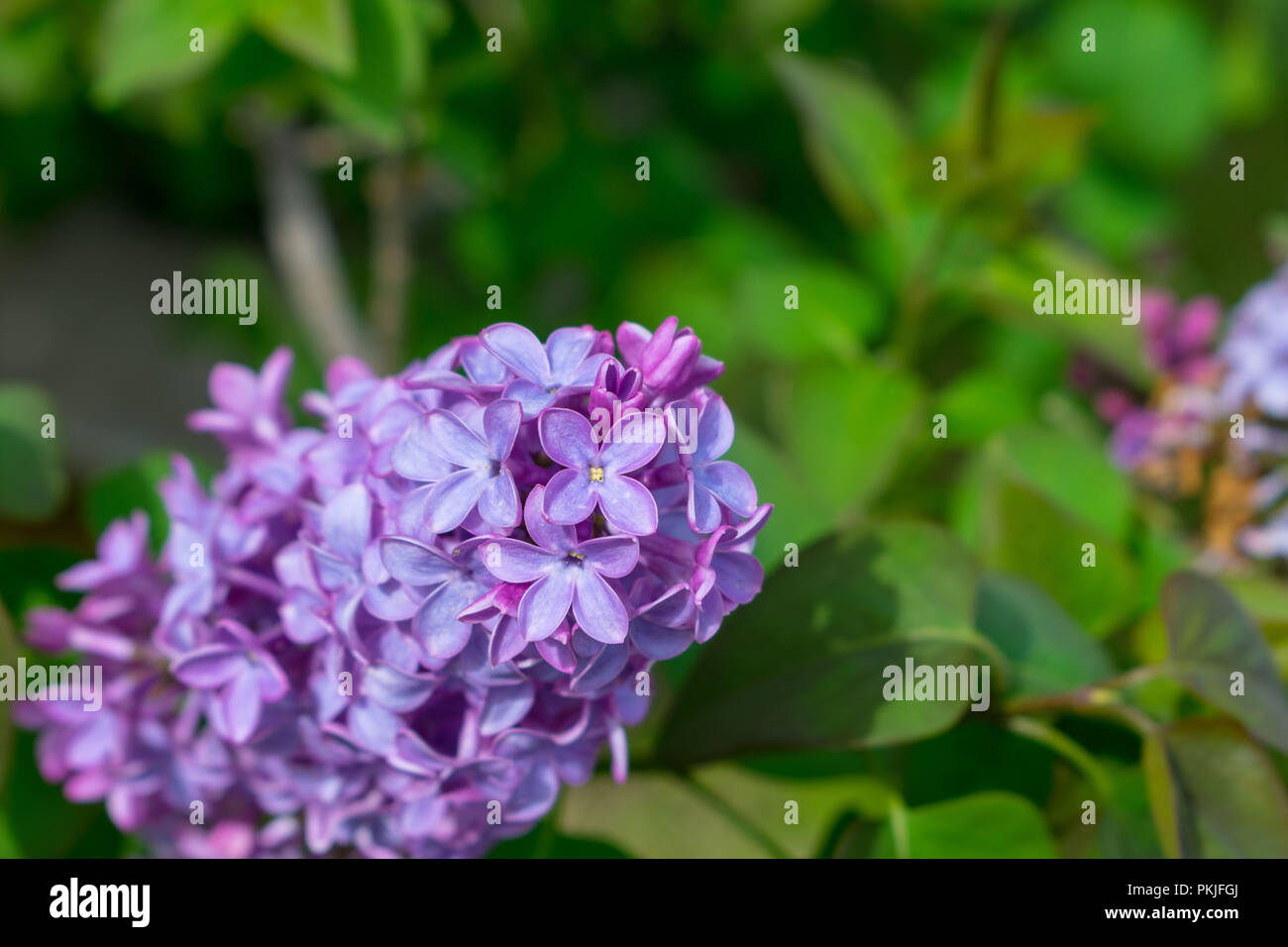 Purple Butterfly Fleurs Fond avec des feuilles vertes Banque D'Images