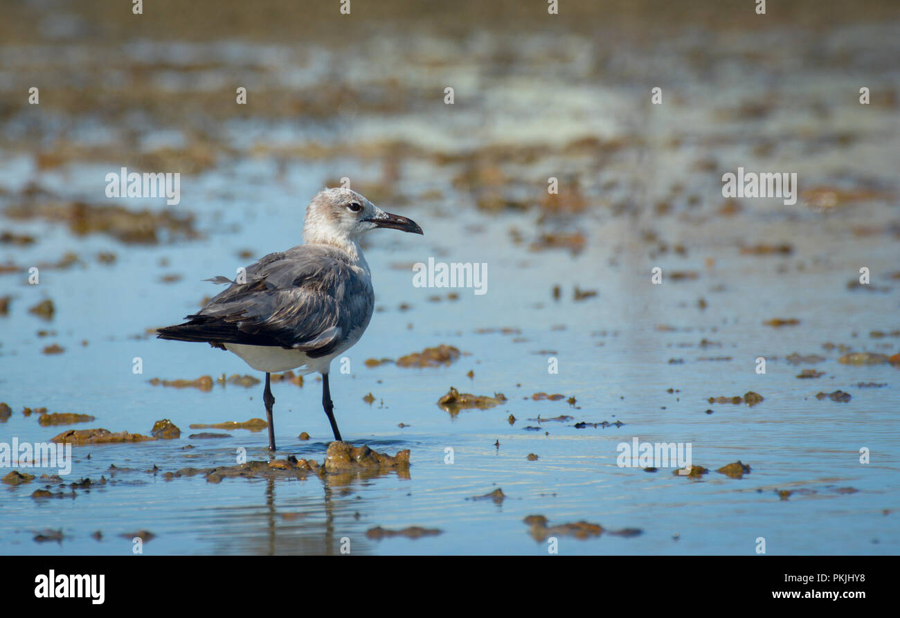 Mouette debout sur l'eau à beach Banque D'Images